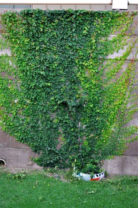 Garden Wall Climbing Plants - Urban Style Design