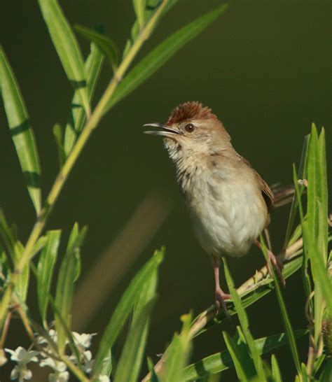 Six of the best. | BIRDS in BACKYARDS