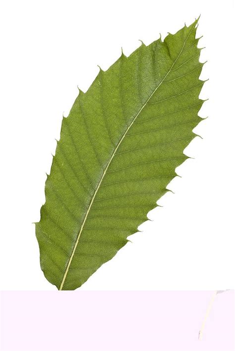 Sweet chestnut (Castanea sativa) leaf Photograph by Science Photo Library - Pixels