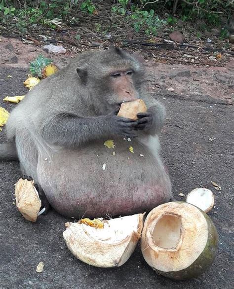 Obese monkey nicknamed 'Uncle Fatty' is seen in Thailand | Daily Mail ...