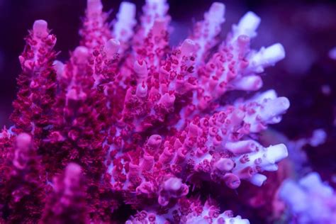 The Ultimate Acropora Coral Care Guide | Reef Tank Advisor