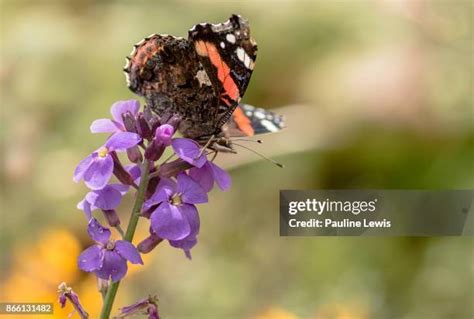 Red Admiral Butterfly Uk Photos and Premium High Res Pictures - Getty ...