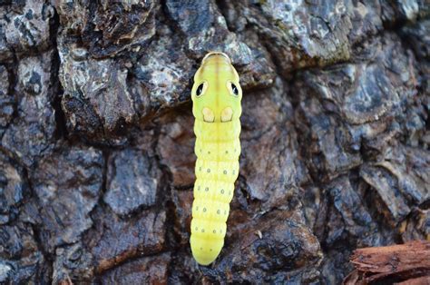 Journals of an Amateur Naturalist: Spicebush Caterpillar