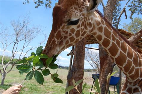 Feeding Giraffes