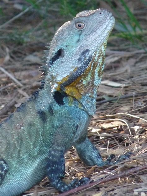 Ian Fraser, talking naturally: Wildlife of the National Botanic Gardens