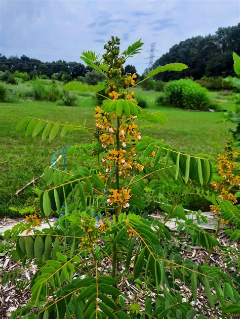 Wild Senna (Senna hebecarpa) - Wild Cherry Farm - Native Plant Nursery ...