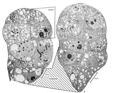 Lecture 26 Embryo and Seedling