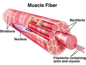 Muscle Fiber Types 101: Fast Twitch vs. Slow Twitch