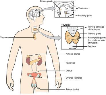 Metabolic and Endocrine Disorders - Physiopedia