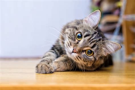 What To Expect Before & After Neutering Your Male Cat | Danbury Vet