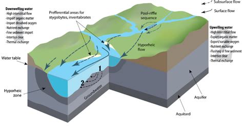 Conceptual scheme of hyporheic zone (HZ) function at the streambed... | Download Scientific Diagram