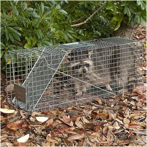 How To Trap Raccoons - Garbage Can And Trash Protection