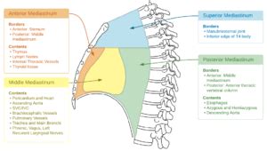 Widened mediastinum - WikEM