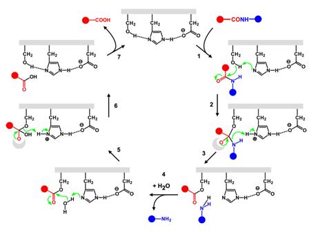 Mechanism of serine protease. The catalytic triad Ser/His/Asp acts in a ...