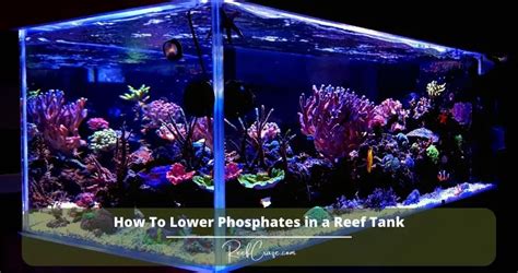 How To Lower Phosphates In A Reef Tank - Reef Craze