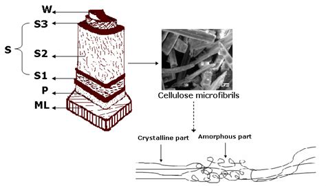 Composition of wood cell wall and cellulose microfibrils consisting of... | Download Scientific ...