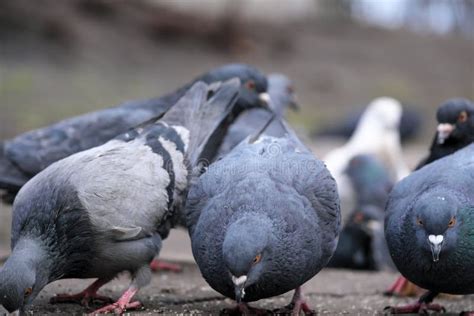 City pigeons close-up stock image. Image of beak, colorful - 268285567