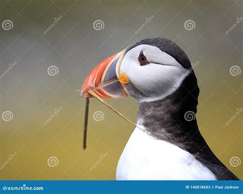 Portrait of the Atlantic Puffin with Its Recognizable Beak Stock Image - Image of people, beak ...