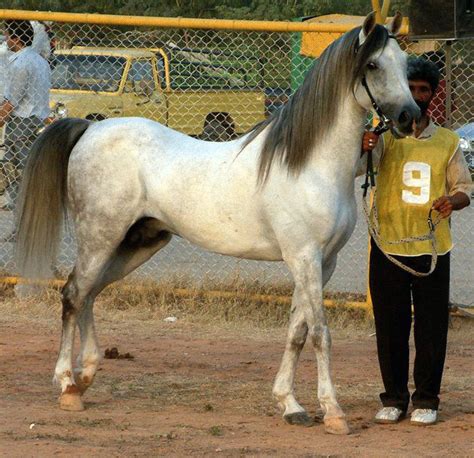 Persian Asil horse - along with the old Nisean (now Akhal Teke) is the ...