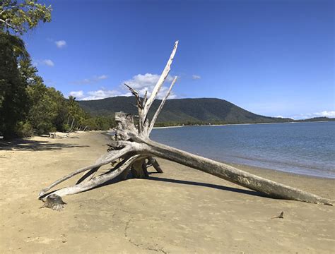 Kewarra Beach - FNQ Dogs - Amazing Dog Friendly Beach