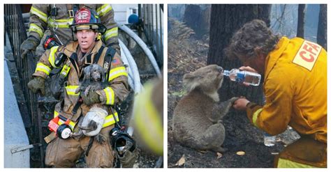 15 Bomberos Que Arriesgaron Sus Vidas Para Rescatar A Indefensos Animales | Tronya