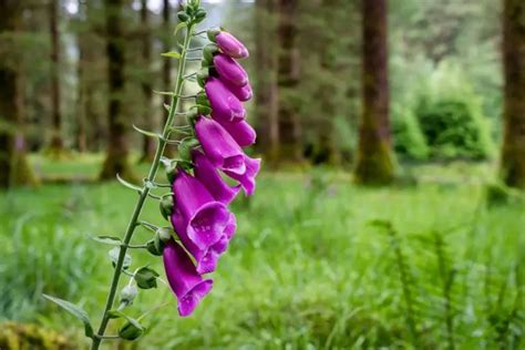 Foxglove Flower Meaning, Symbolism, and Uses You Should Know - GrowingVale