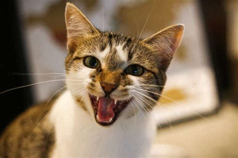 Male Cat Behavior After Neutering: A Feline's Comprehensive Guide - BarkLikeMeow