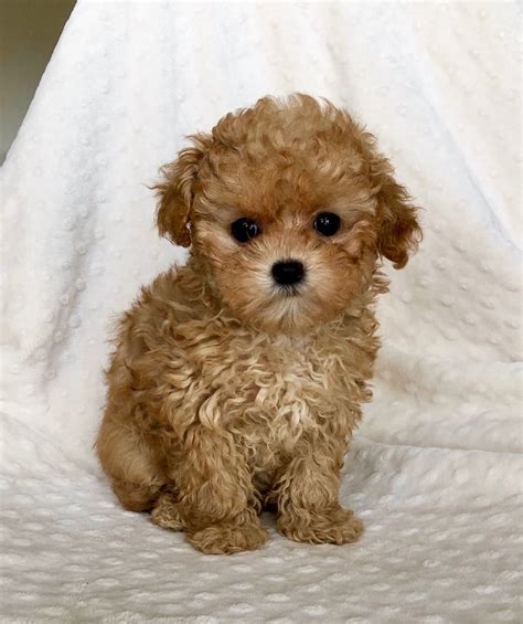 REDDISH APRICOT Teacup Maltipoo Puppy! - iHeartTeacups