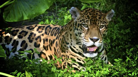 Jaguar: de leukste weetjes van Freek | Wild van Freek