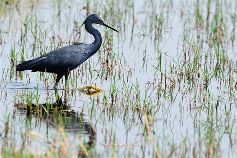 Birds of the Okavango Delta | Botswana Wildlife | Ker Downey Africa