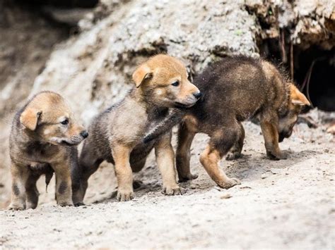 Check out these cute red wolf pups venturing out to play for the first ...