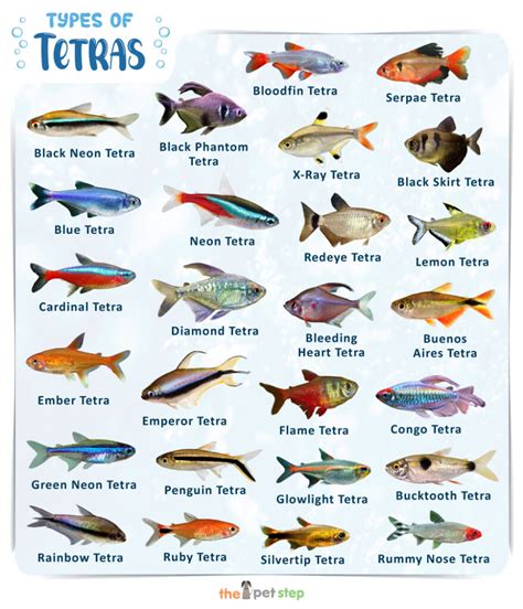 List of Types of Tetras for Your Aquarium With Pictures