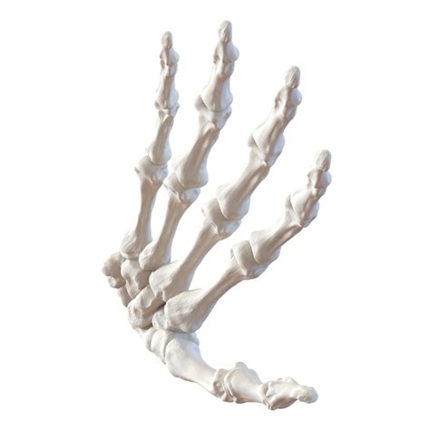 3d model human hand bones