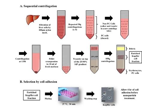 Kupffer Cell Isolation for Nanoparticle Toxicity Testing | Protocol