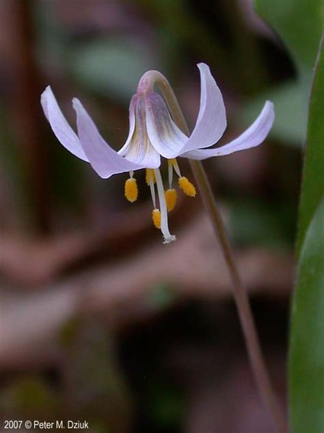 Erythronium propullans - Alchetron, The Free Social Encyclopedia