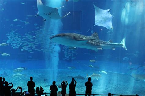 Whale Shark is outstanding at Okinawa Churaumi Aquarium - iTWS japan TRAVEL PORTAL