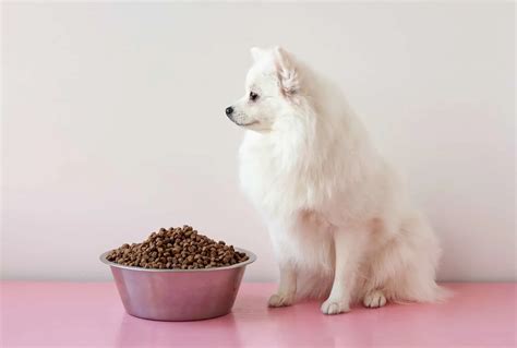 Pomeranian Feeding Chart: How Much Food Does This Pup Need?