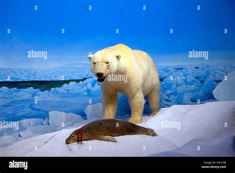 Stuffed polar bear (Ursus maritimus) and seal, hunting scene, Manitoba Museum, Winnipeg ...