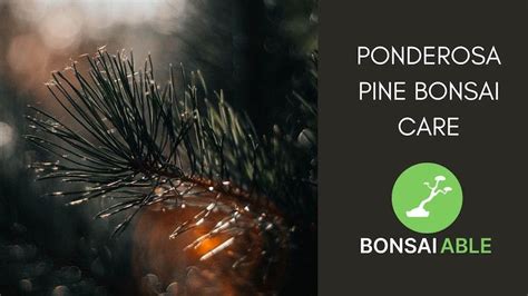 Ponderosa Pine Bonsai Care