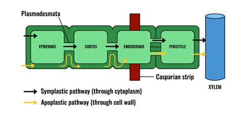 Apoplast vs Symplast Pathway: Understanding the Differences - GeeksforGeeks