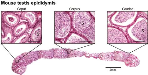 File:Mouse- epididymis histology.jpg - Embryology