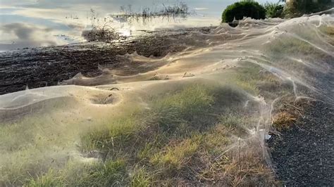 Spider-webs blanket Australian landscape after floods - BBC News