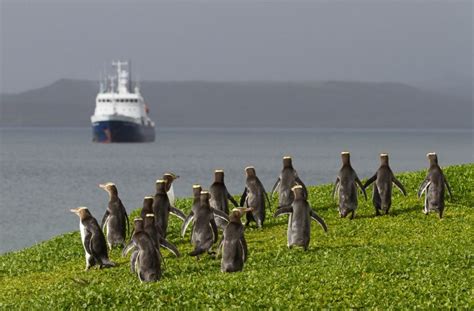 Visit New Zealand's Subantarctic Islands for A Genuine Wilderness Experience - Toucanmoon