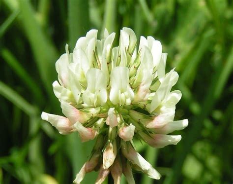 Along the Garden Path: White Clover Tea | Flowers, Clover, Beautiful ...