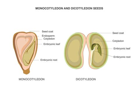 Comparing Monocotyledon and Dicotyledon Seeds. Contrasts in Germination ...