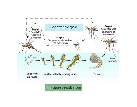 Life Cycle Of Female Anopheles Mosquito