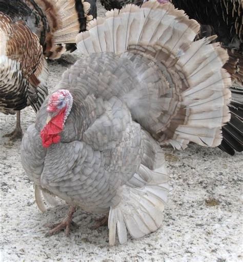 Lil - Porter's Rare Heritage Turkeys Pet Turkey, Turkey Bird, Wild ...