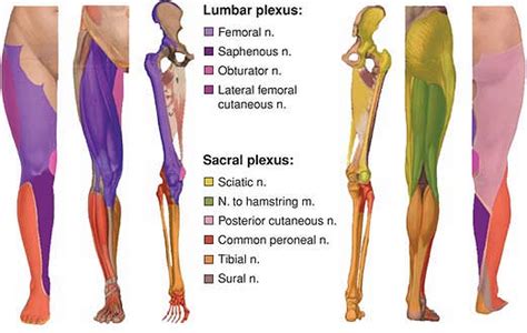 lumbar and sacral plexus cutaneous inervation | Physical therapy education, Physical therapy ...