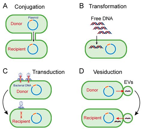 Dna Transformation Involves the Transfer of Dna via