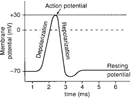 Resting Membrane Potential – The Nerve Impulse